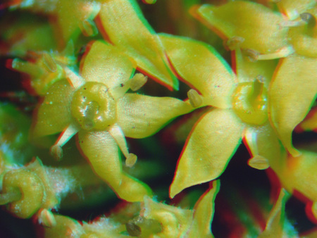 Közeli felvétel egy növény sárga, öt szirmú virágairól.