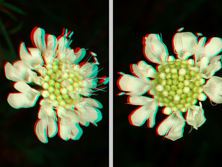 Fehér virág látható 3D hatású megjelenítéssel, anaglif technikával.