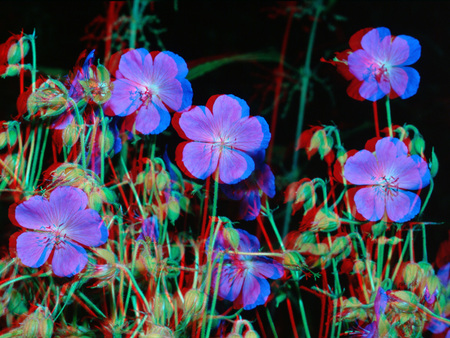 3D hatású virágok piros-kék anaglif technikával, optikai illúziót keltve