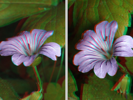 Két lila virág látható 3D hatású megjelenítéssel, zöld levelek között.