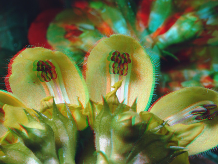 A képen egy virág közeli felvétele látható, amely 3D hatású, színes szűrőkkel készült.