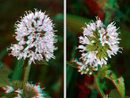 Két különböző nézőpontból látható fehér virág 3D hatású képe.