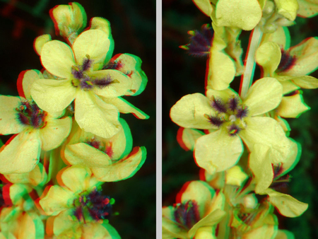 Sárga virág 3D hatású megjelenítéssel Sárga virág látható 3D hatású megjelenítéssel, természetes környezetben.