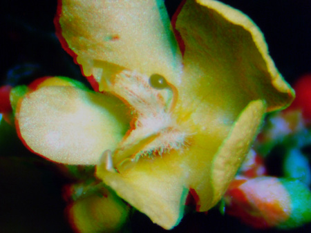 Sárga virág közelről Közelről készült kép egy sárga virágról, jól látható szirmokkal és porzókkal.