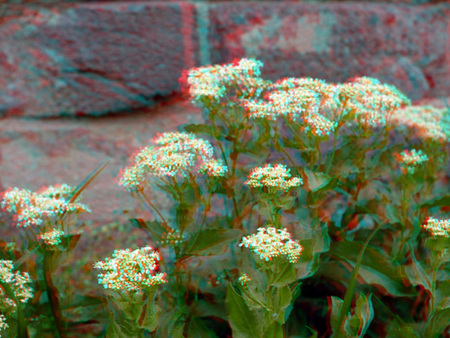 3D hatású fotó virágokkal egy kőfal előtt, anaglyph stílusban.