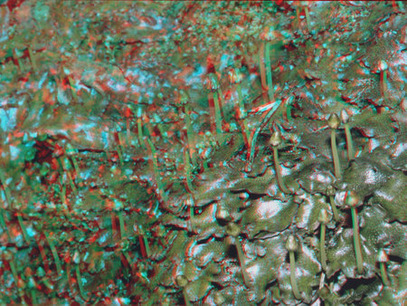 3D moha spóratartókkal 3D hatású moha, amelyen spóratartók emelkednek ki a növény felületéből.