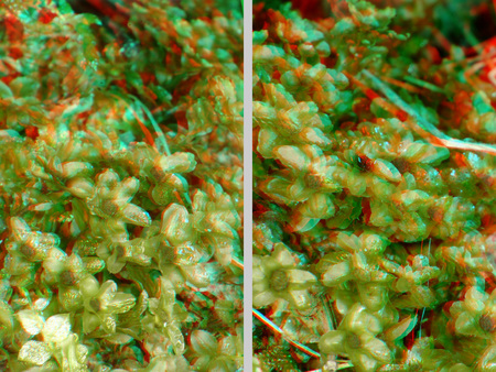 3D anaglif növények fotó 3D hatású anaglif fotó növényekről, zöld, piros és kék színekkel.