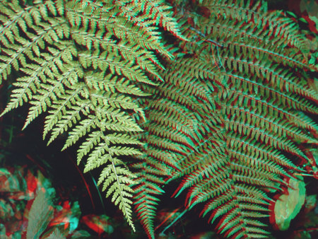 Páfrány növény 3D hatású színezéssel, zöld levelek az erdőben.