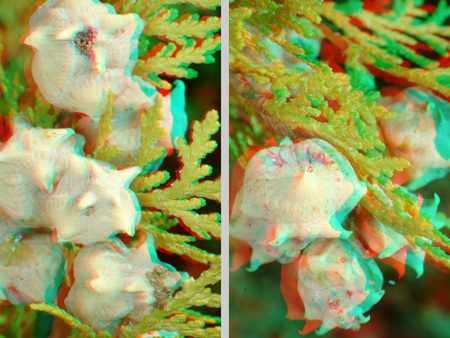 3D hatású növényi ágak és termések 3D hatású fotó zöld növényi ágakkal és fehér, gömb alakú termésekkel vagy virágokkal.