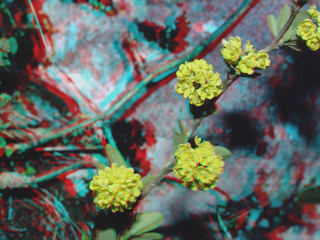 3D hatású fotó sárga virágokkal egy ágon 3D hatású fotó, amelyen sárga virágok láthatók egy ágon, természetes háttérrel.