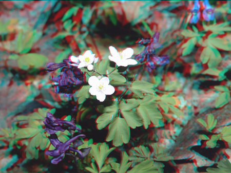 3D hatású fotó fehér és lila virágokkal zöld levelek között, természetes környezetben.