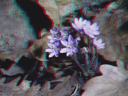 3D hatású fotó lila virágokkal és levelekkel, anaglif stílusban.