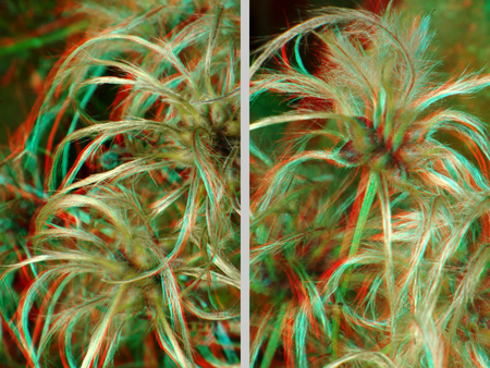 A képen egy növény szőrös magházai láthatók, 3D hatású képként megjelenítve.