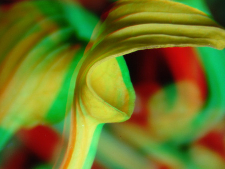 Absztrakt, színes kompozíció zöld, sárga és piros árnyalatokkal, művészi megjelenés.