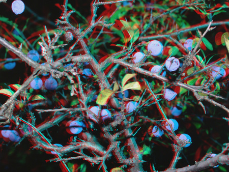 Egy bokor kék bogyókkal, 3D hatású piros és kék szűrőkkel készült kép.