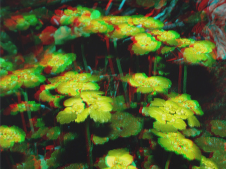 Sárga virágok láthatók a képen, 3D hatású megjelenítéssel.