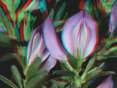 Egy 3D hatású virág, amely színes és részletes megjelenítést kapott.