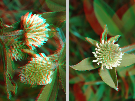 Két különböző virág 3D hatású képként megjelenítve, piros-kék anaglif technikával.