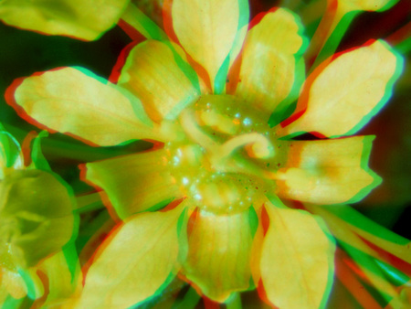 Sztereoszkópikus hatással ábrázolt virág, sárga szirmokkal és zöld levelekkel.