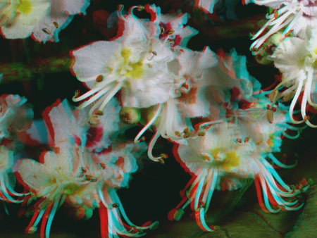 Fehér virágok 3D hatású megjelenítéssel, közelről fotózva.