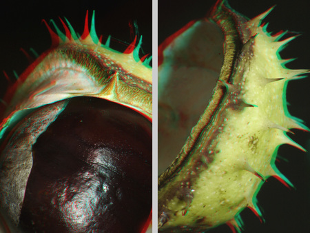 3D hatású kép egy gesztenyéről és annak tüskés burkáról, közelről.