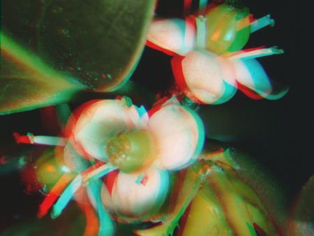 Anaglif technikával készült 3D virág, piros és kék színű sztereoszkópikus hatással.