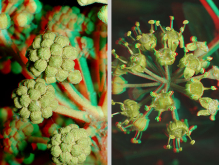 Két növényi struktúra látható 3D anaglif hatású képen, különböző formákban.