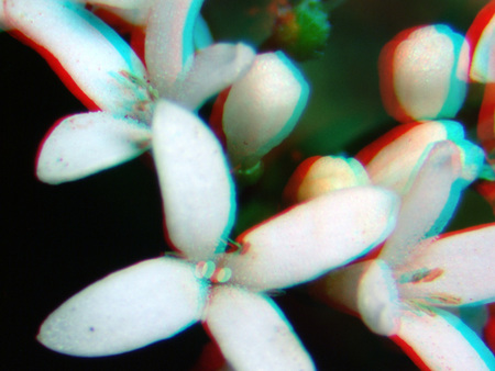 Fehér virágok láthatók 3D hatású megjelenítéssel, közelről fotózva.