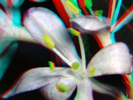 Egy virág, amely 3D hatású színes szűrővel van ábrázolva, makro felvétel.