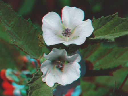 Két fehér virág zöld levelek között, természetes környezetben.