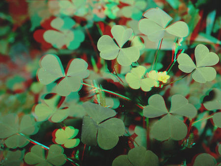 3D hatású kép lóherékkel, zöld növények anaglif stílusban.