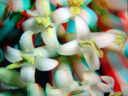 Fehér virágok közelről, 3D hatással, makrofotó a természetben.