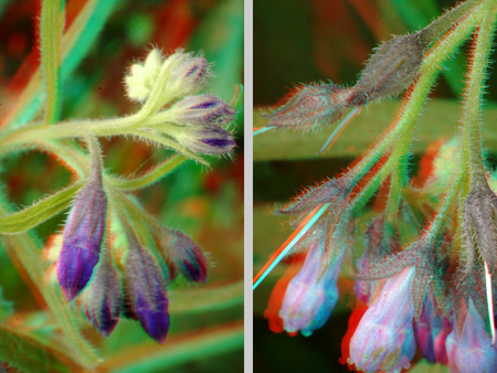 Egy növény virágai láthatók 3D hatású képként, színes virágbimbókkal.