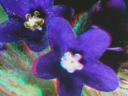 Közeli felvétel egy lila virágról, amelynek középpontjában fehér porzók találhatók.