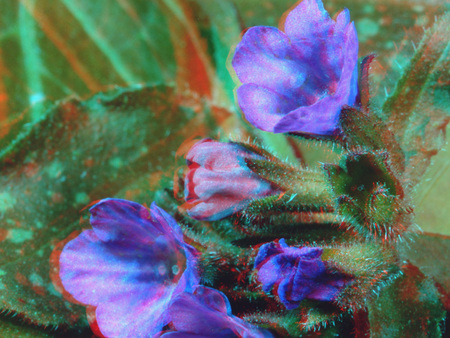 Közelkép egy lila virágról, amelyet zöld levelek vesznek körül.