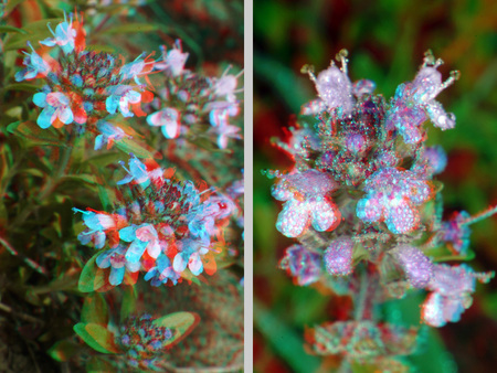Két különböző növény látható 3D hatású képen, színes anaglif technikával.