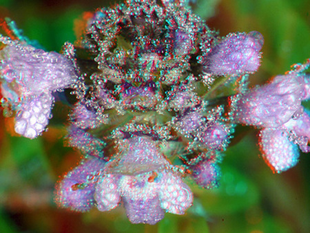 Közeli felvétel egy virágról, amelyen vízcseppek láthatók.