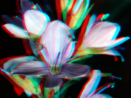 Anaglif 3D virág kép Virág anaglif 3D technikával, piros és kék szűrőkkel a térhatás érdekében.