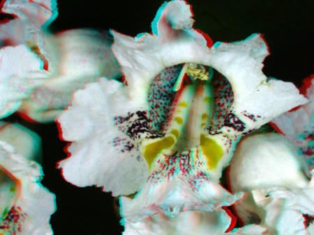 Fehér virág 3D hatással Fehér virág, szirmai piros és kék árnyalatokkal kiemelve, 3D hatást keltve.