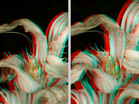 Anaglif 3D virág kép Anaglif 3D technikával készült kép egy virágról, térhatású megjelenéssel.