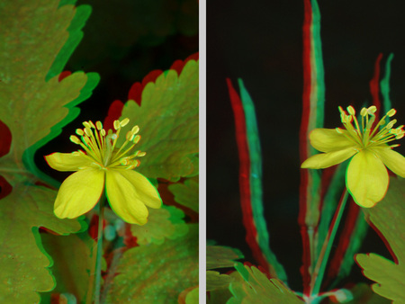 Sárga virág anaglif technikával készült kép, amely 3D hatást kelt a néző számára.