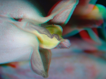 Közeli felvétel egy virágról, amelyen a bibék és szirmok láthatók.