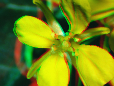 Sárga virág 3D hatású megjelenítéssel, közelről fotózva.