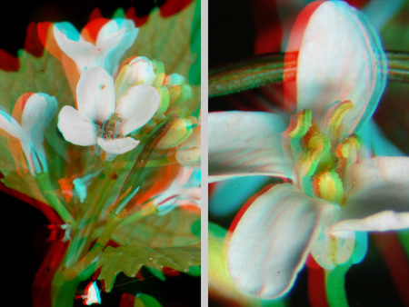 Két fehér virág látható 3D hatású képként, színes szirmokkal.