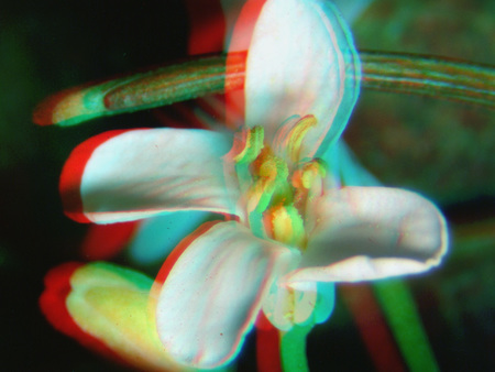 Anaglif 3D technikával készült makro felvétel egy virágról, piros-kék színekkel.