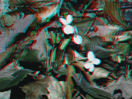 3D hatású kép fehér virágokkal és zöld levelekkel, anaglyph stílusban.
