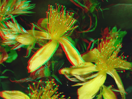 Sárga virágok láthatók a képen, 3D hatású megjelenítéssel, természetes környezetben.