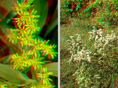 Két különböző növény anaglif 3D technikával, piros és zöld szűrőkkel.