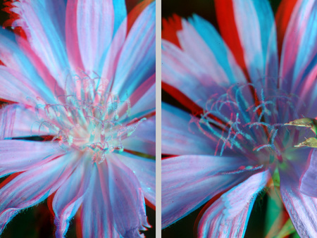 Anaglif 3D virág fotó piros és kék szűrőkkel Anaglif 3D technikával készült virág fotó, piros és kék szűrőkkel