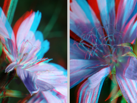 Anaglif 3D virágok piros és kék szűrőkkel Két virág anaglif 3D technikával, piros és kék szűrőkkel, természetes környezetben.